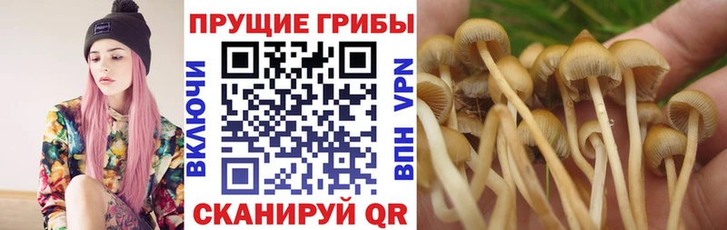цена omg вход Псилоцибиновые грибы Cubensis Оса